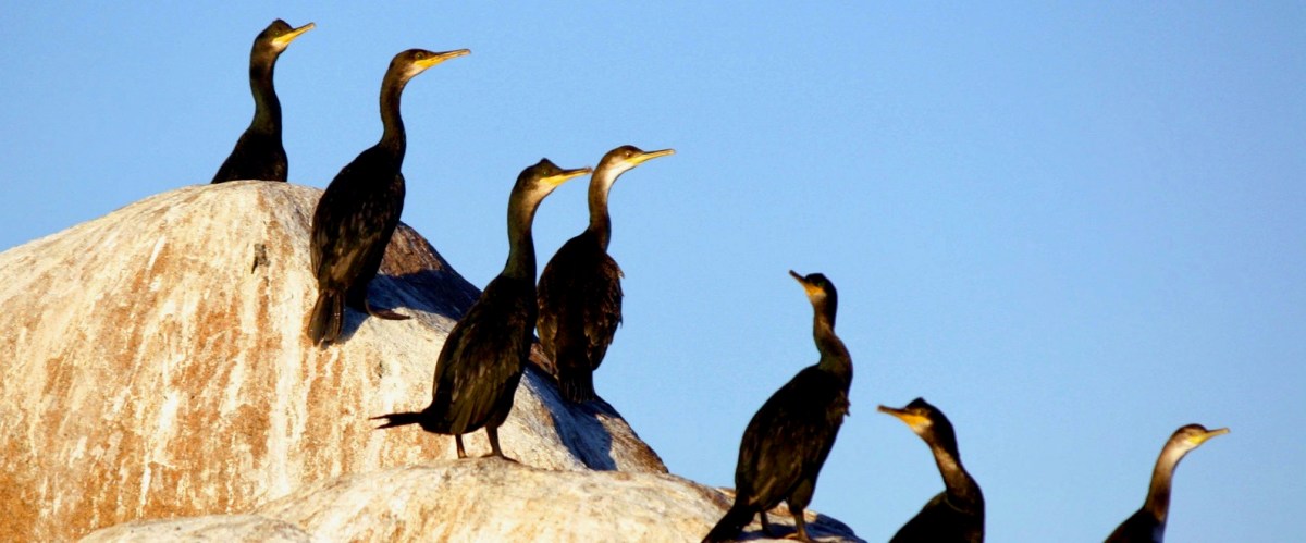 a flock of seagulls standing next to a body of water