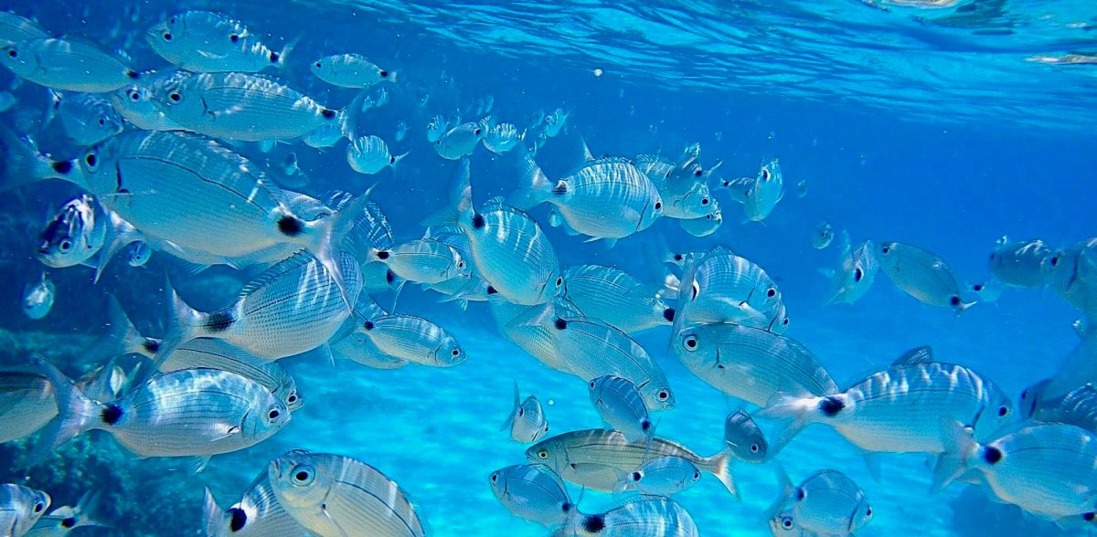 a herd of blue water
