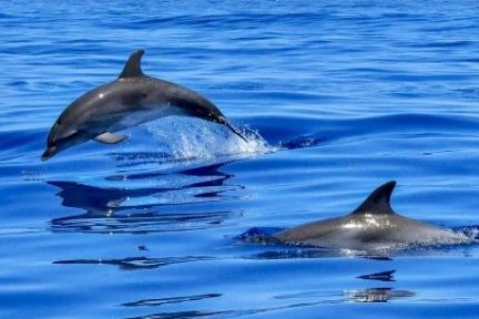 a dolphin swimming in blue water
