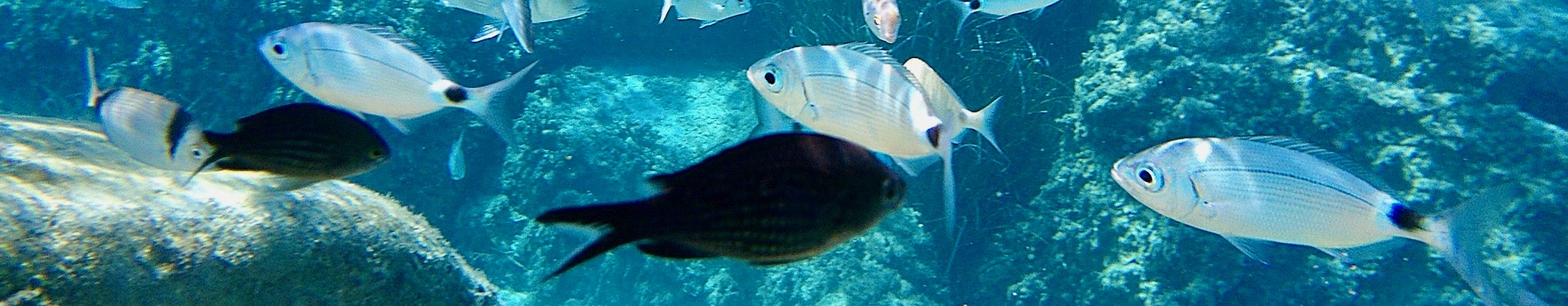 a fish swimming under water