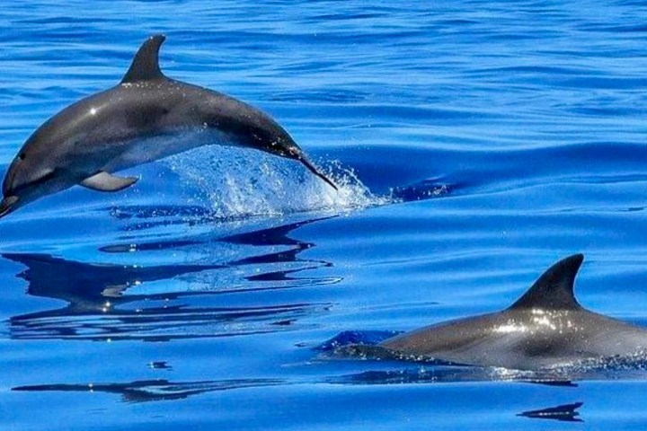 Two dolphins swimming, one jumping out of the water, in the ocean.