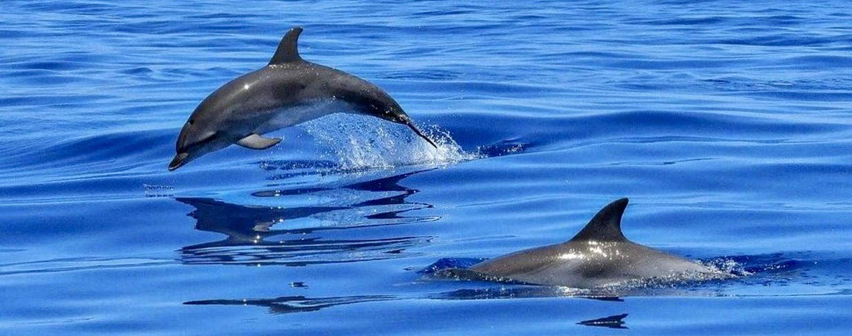 Two dolphins swimming, one jumping out of the water, in the ocean.